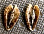  Disc Achenes
